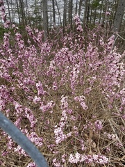 Daphne mezereum