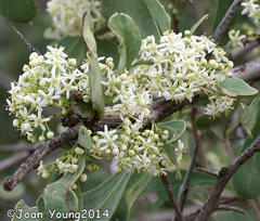 Gymnosporia glaucophylla