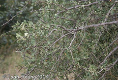 Gymnosporia glaucophylla