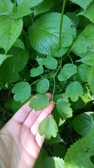 Calyptra canadensis