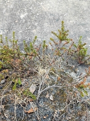 Empetrum nigrum