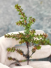 Empetrum nigrum