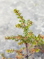 Empetrum nigrum
