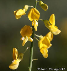 Crotalarieae