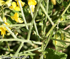 Crotalarieae