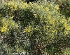 Crotalarieae