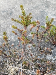Empetrum nigrum