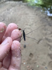 Aquarius conformis