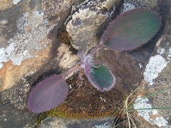 Hieracium lepidulum