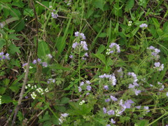 Phacelia hirsuta