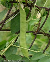 Clitoria ternatea ternatea