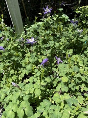 Aquilegia elegantula