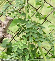Clitoria ternatea ternatea