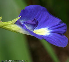 Clitoria ternatea ternatea