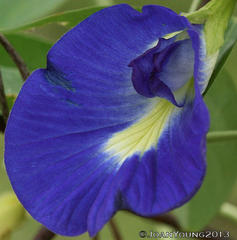 Clitoria ternatea ternatea