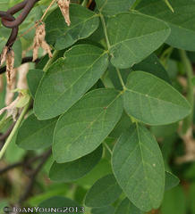 Clitoria ternatea ternatea