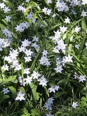 Ipheion
