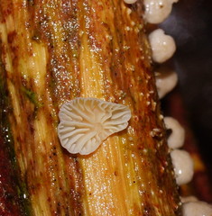 Marasmiellus affixus