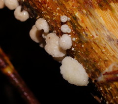 Marasmiellus affixus