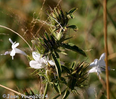 Barleria elegans