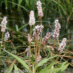 Persicaria senegalensis
