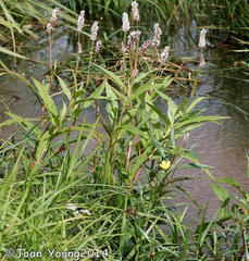Persicaria senegalensis