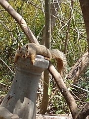 Sciurus niger