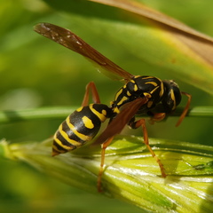 Polistes dominula