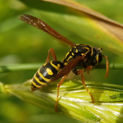 Polistes dominula
