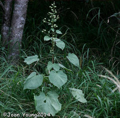 Abutilon angulatum angulatum