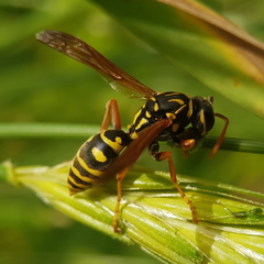 Polistes dominula