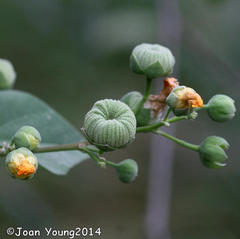 Abutilon angulatum angulatum