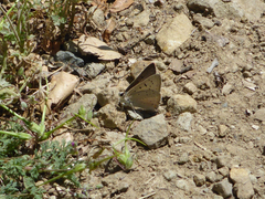 Tharsalea xanthoides