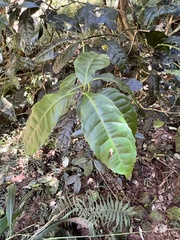 Elaeodendron croceum