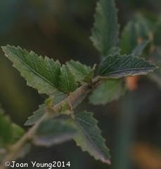 Hibiscus praeteritus