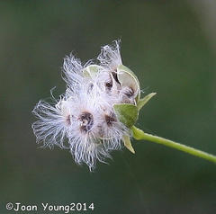 Hibiscus praeteritus