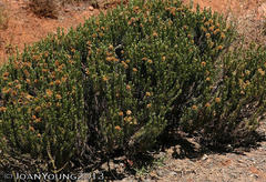 Helichrysum hamulosum