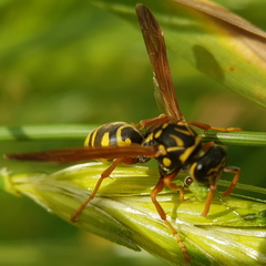 Polistes dominula