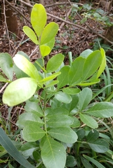 Dermatophyllum secundiflorum