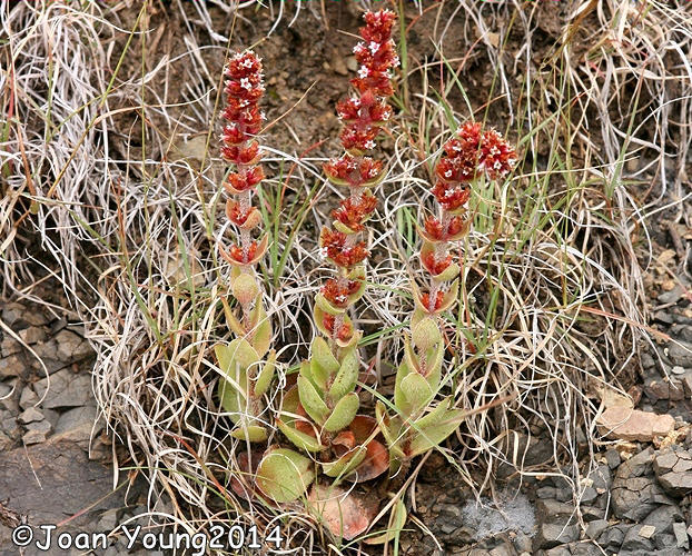Crassula capitella