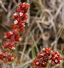 Crassula capitella thyrsiflora