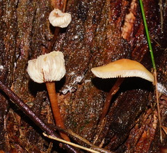 Collybia eucalyptorum