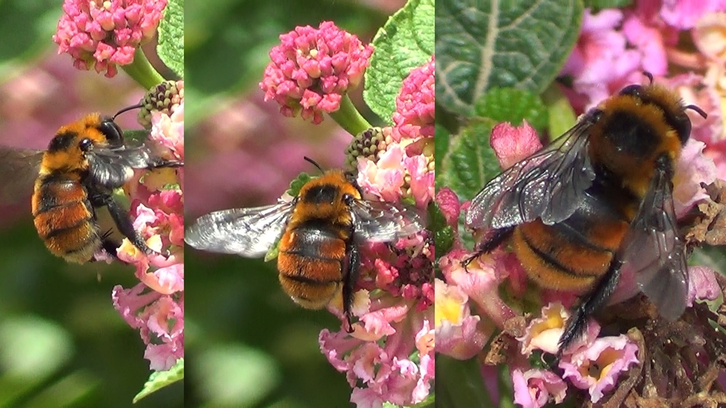 Anthophora quadricolor
