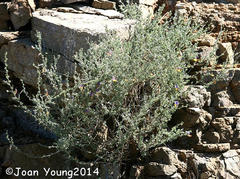 Lotononis sericophylla