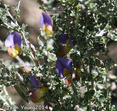 Lotononis sericophylla