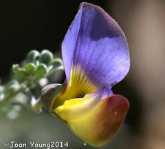 Lotononis sericophylla