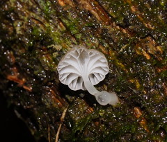 Roridomyces austrororidus