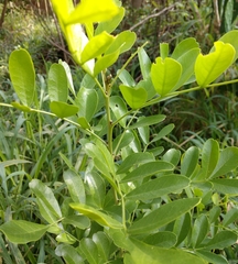 Dermatophyllum secundiflorum