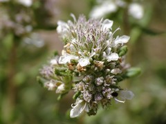 Teucrium murcicum