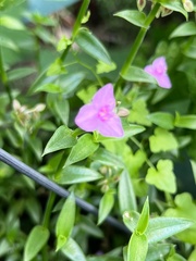 Callisia micrantha